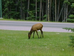BanffElk_s.jpg (16020 �o�C�g)