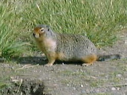 BanffJohnsonLakeGroundSquirrel_s.jpg (18676 �o�C�g)