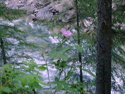 BanffJohnstonCanyonRose_s.jpg (22938 �o�C�g)