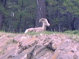 BanffMinewankaLakeBighornSheep2_s.jpg (16774 �o�C�g)