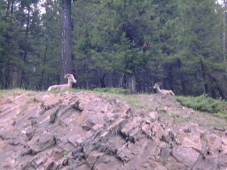 BanffMinewankaLakeBighornSheep_s.jpg (19745 �o�C�g)