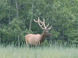 BanffMinewankaLakeElk_s.jpg (16106 �o�C�g)