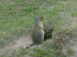 BanffMinewankaLakeGroundSquirrel_s.jpg (14621 �o�C�g)