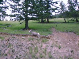BanffMtNorquayBighornSheep1_s.jpg (21691 �o�C�g)