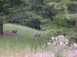 BanffMtNorquayBighornSheep2_s.jpg (18506 �o�C�g)