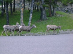 BanffMtNorquayBighornSheep3_s.jpg (14779 �o�C�g)