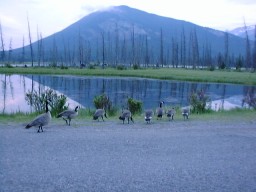 BanffVermilionLakeGoose_s.jpg (13686 �o�C�g)