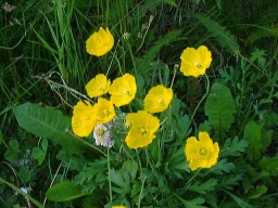 CanmoreFlower_s.jpg (21292 �o�C�g)