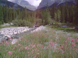 CanmoreSprayLakeFlower_s.jpg (17759 �o�C�g)