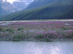 IceFieldParkwayFlower_s.jpg (14956 �o�C�g)