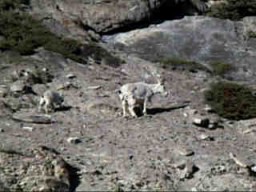 IceFieldParkwayMontainGoat_s.jpg (17448 �o�C�g)