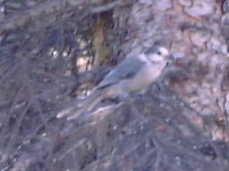 IceFieldParkwayPaytoLakeBird_s.jpg (13326 �o�C�g)