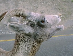 JasperMaligneBighornSheep1_s.jpg (16641 �o�C�g)