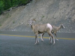 JasperMaligneBighornSheep2_s.jpg (13875 �o�C�g)