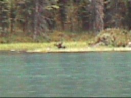JasperMaligneLakeMoose2_s.jpg (10647 �o�C�g)