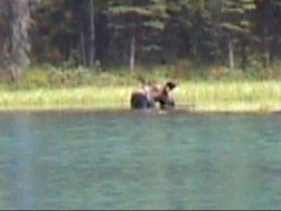 JasperMaligneLakeMoose_s.jpg (10570 �o�C�g)