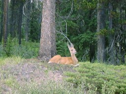 JasperMaligneMuleDeer_s.jpg (21643 �o�C�g)