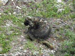 JasperMalignePorcupine_s.jpg (20299 �o�C�g)
