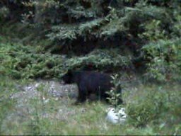 JasperMietteBlackBear_s.jpg (15392 �o�C�g)