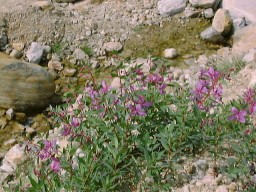 JasperMtEdithCavellFlower_s.jpg (24501 �o�C�g)