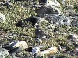 JasperWhistlerBird_s.jpg (22798 �o�C�g)