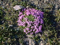 JasperWhistlerFlower_s.jpg (29883 �o�C�g)
