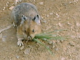 LLMorainLakePika_s.jpg (16266 �o�C�g)