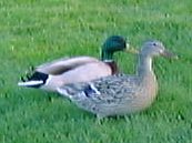 duck4.jpg (7024 oCg)
