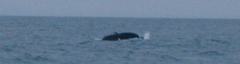 whale.jpg (6148 oCg)
