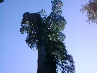 GeneralGrantTreeTop.jpg (60213 ???)