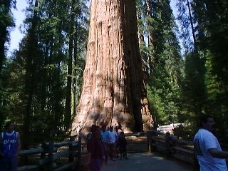 Sequoia.jpg (91523 oCg)