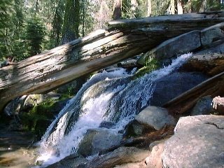 Sequoia2.jpg (95004 oCg)