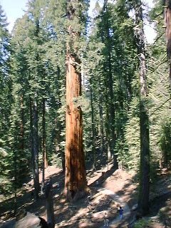 Sequoia3.jpg (110570 oCg)