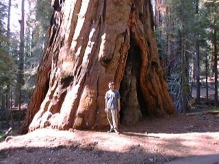Sequoia4.jpg (97753 oCg)