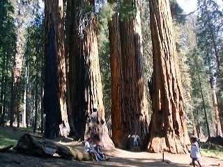 Sequoia5.jpg (103356 oCg)