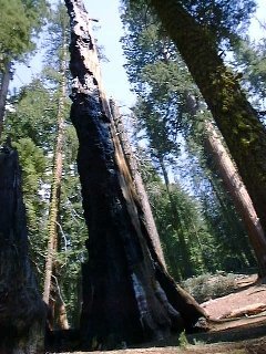 Sequoia7.jpg (96631 oCg)