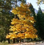 19981018yosemite9.jpg (51645 oCg)